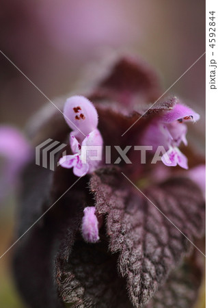 ヒメオドリコソウの花 ヒメオドリコソウの花 4592844
