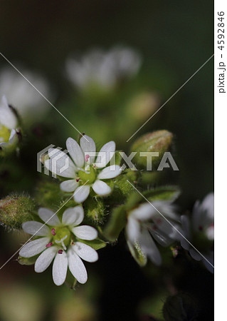 ハコベの花 4592846