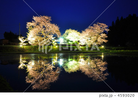 夜桜と水鏡(飯給駅のライトアップ) 4593020