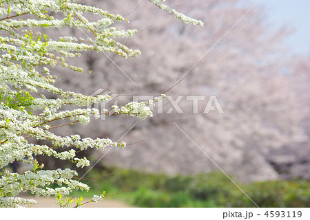 ユキヤナギの花と桜 ユキヤナギの花と桜 4593119