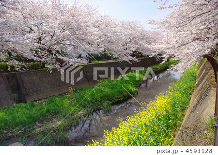 阿久和川の満開の桜並木 4593128