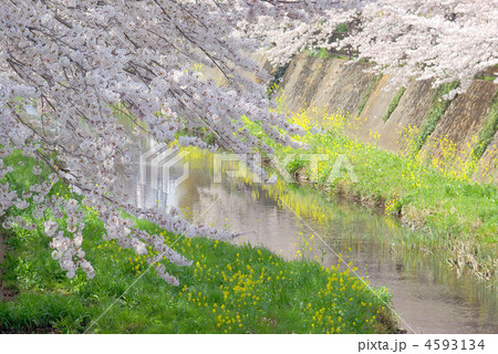 阿久和川の満開の桜 4593134