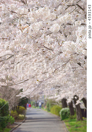 桜並木の遊歩道(神奈川県横浜市戸塚区上矢部町) 桜並木の遊歩道(神奈川県横浜市戸塚区上矢部町) 4593143