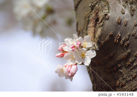 ソメイヨシノの幹の花 4593148