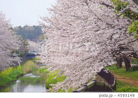 阿久和川の満開の桜並木 4593149