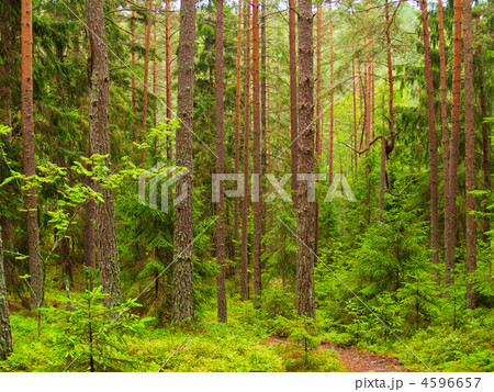 summer forest 4596657