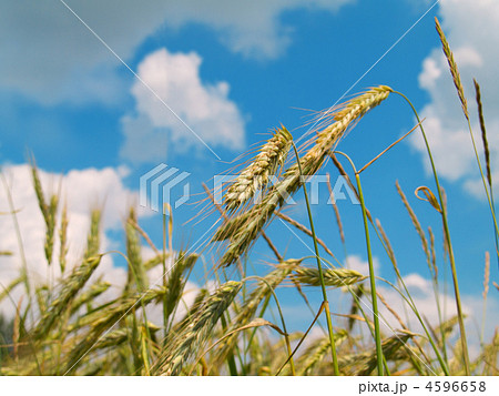 harvesting field of rye 4596658