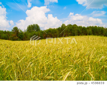 harvesting field of rye 4596659