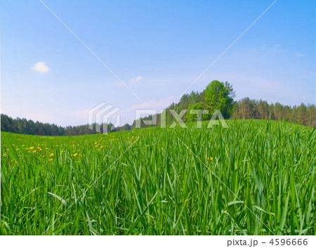 spring meadow 4596666