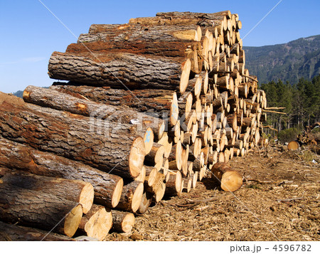 pine logs 4596782