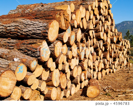 pine logs 4596783