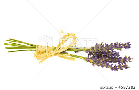 dry lavender 4597282