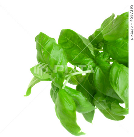 f resh basil 4597295