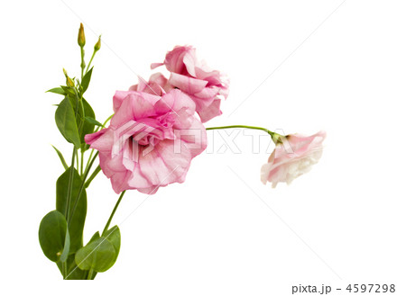 Eustoma 4597298