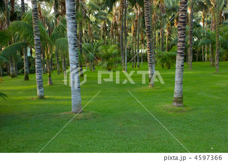 Tropical forest 4597366