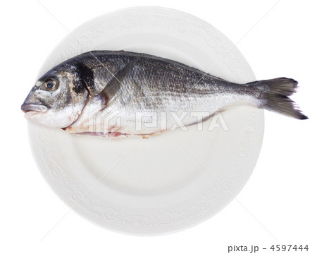 gilt head (dorada) 4597444