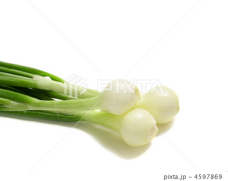 young onion young onion 4597869