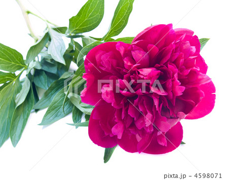 peomy flowers 4598071