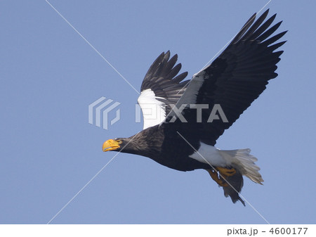 涸沼のオオワシ 4600177