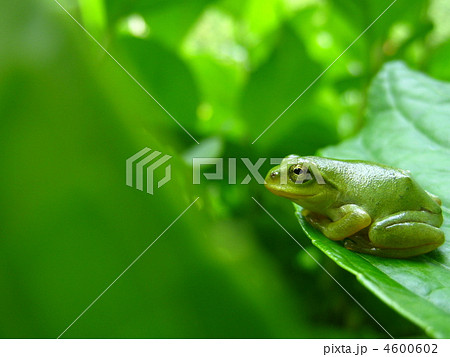 のんびりとくつろぐ可愛い雨蛙 4600602