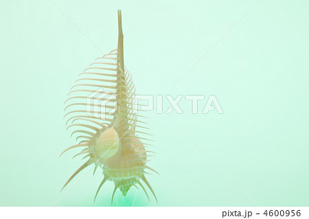 ホネガイ ホネガイ 4600956