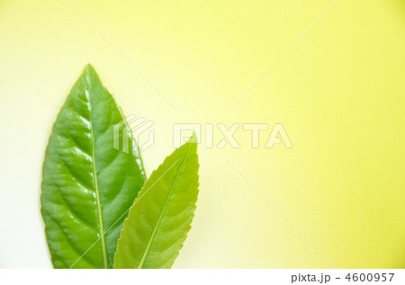 グリーンリーフ グリーンリーフ 4600957