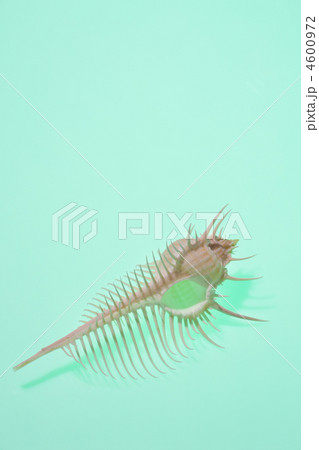 ホネガイ 4600972