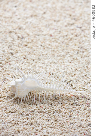 ホネガイ 4600982