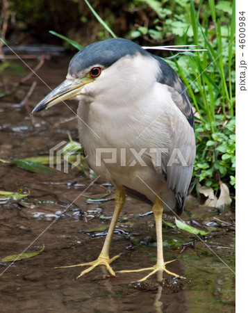 ゴイサギ 4600984