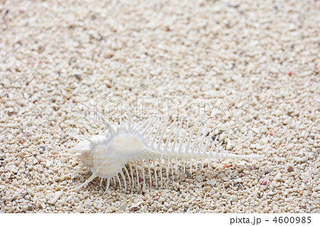 ホネガイ 4600985