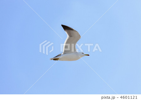 春色の空をウミネコ飛翔の写真素材