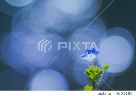 オオイヌフグリ オオイヌフグリ 4601180