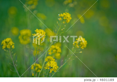 草むらと葉の花 4601189