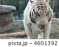 ホワイトタイガー 4601392