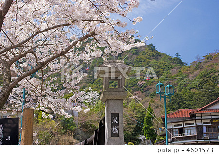 桜満開 湯の山温泉街の写真素材