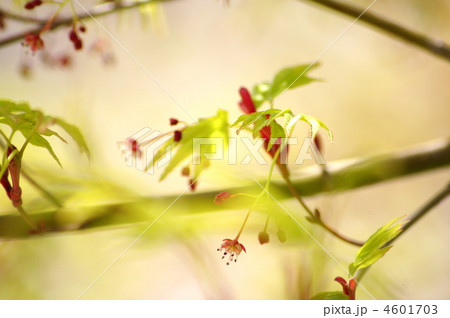 新緑のイロハモミジと花（雌雄同株） 4601703