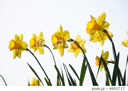 ラッパスイセン(黄) ラッパスイセン(黄) 4601717