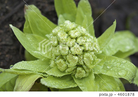 蕗の薹 4601878