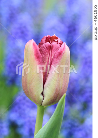 赤紫のチューリップ(ムスカリバック) 4601905