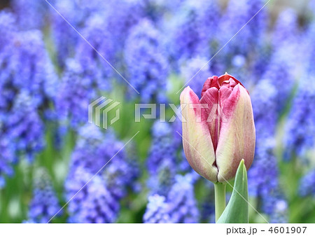 赤紫のチューリップ(ムスカリバック) 4601907