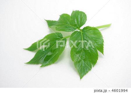 アシタバの葉 アシタバの葉 4601994