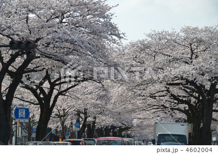 桜並木 4602004