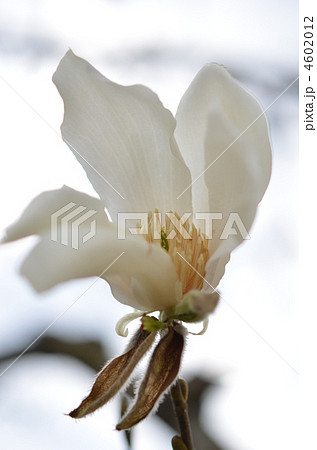 コブシの花 4602012