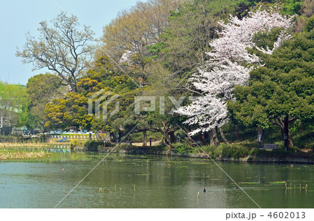 大宮散歩・桜咲く大宮公園 4602013
