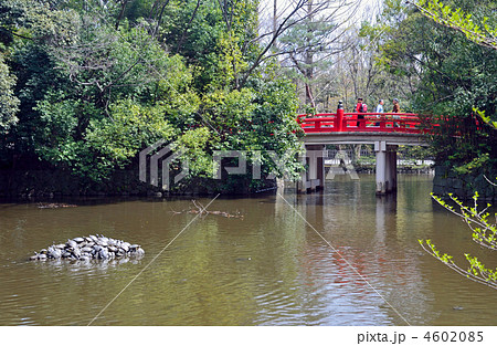 大宮散歩・氷川神社　神池と神橋 4602085