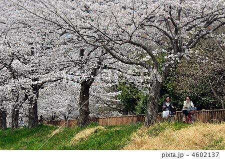 見沼田圃・桜咲く緑のヘルシーロード 見沼田圃・桜咲く緑のヘルシーロード 4602137