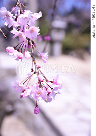 しだれ桜 しだれ桜 4602145