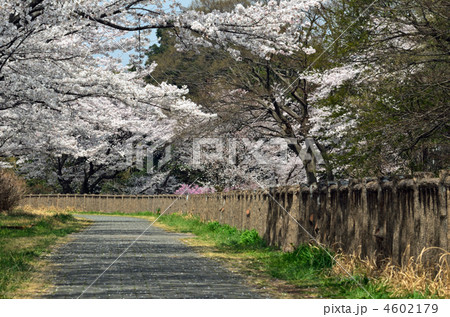 見沼田圃・桜咲く緑のヘルシーロード 見沼田圃・桜咲く緑のヘルシーロード 4602179