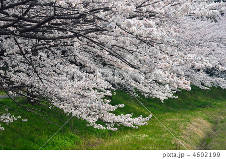 見沼田圃・桜咲く 4602199