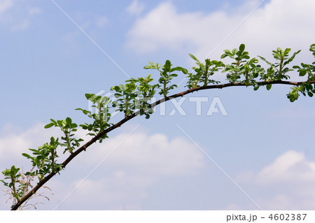 野バラのアーチ 4602387